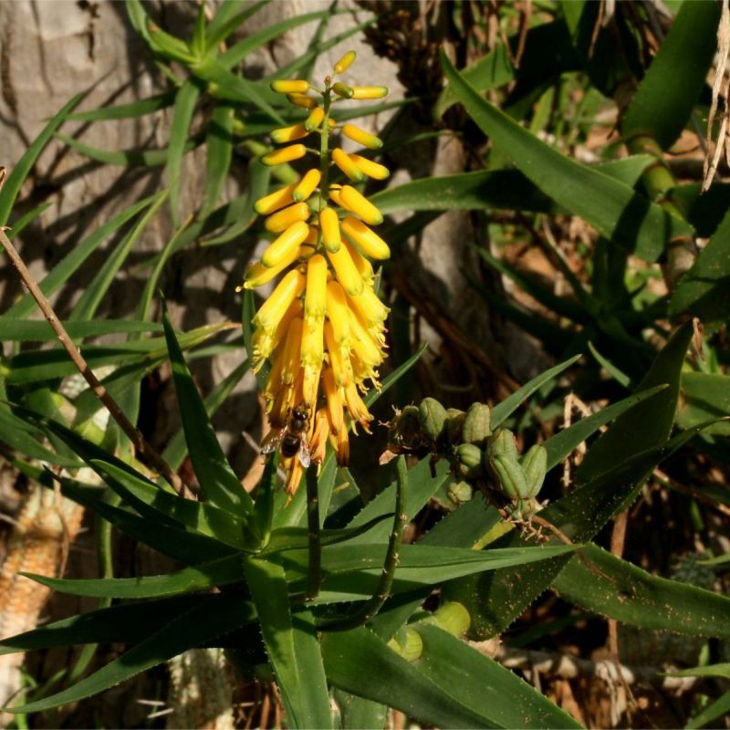 Fence Aloe Aloiampelos tenuior var. densiflora
